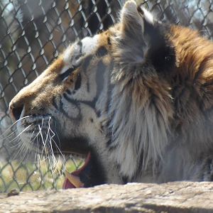 Predators- Viktor the Amur Tiger