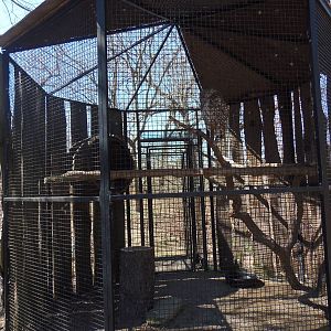 North American Plains- Barred Owl Exhibit
