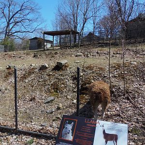 Llama Exhibit