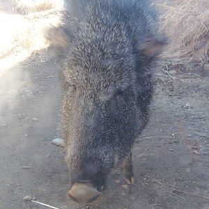 Up Close With A Peccary