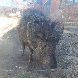 Chacoan Peccary
