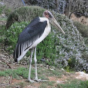 Marabou stork/ Leptoptilos crumeniferus