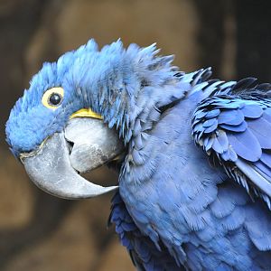Hyacinth macaw/ Anodorhynchus hyacinthinus