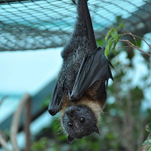 Grey-headed flying fox/ Pteropus poliocephalus