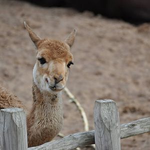 Vicugna/ Vicugna vicugna