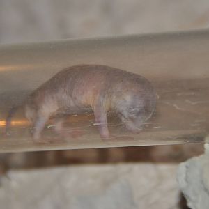 Naked mole-rat/ Heterocephalus glaber
