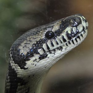 Carpet python/ Morelia spilota variegata