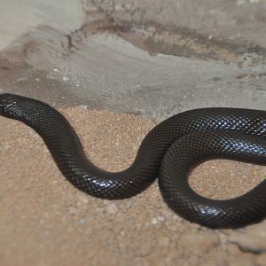 Mole viper/ Atractaspis engaddensis