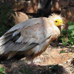 Eastern Egyptian vulture/ Neophron percnopterus percnopterus