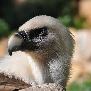 Western griffon vulture/ Gyps fulvus fulvus