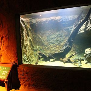 Wild Amazonia - Amazon Flooded Forest