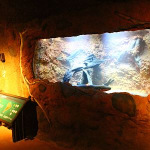 Wild Amazonia - Amazon Flooded Forest