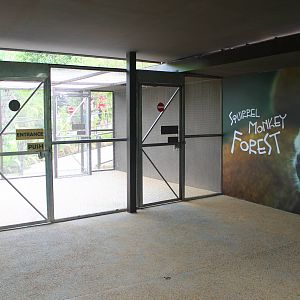 Wild Amazonia - Squirrel Monkey Forest