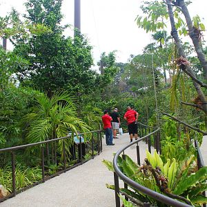 Wild Amazonia - Squirrel Monkey Forest