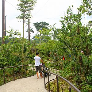 Wild Amazonia - Squirrel Monkey Forest