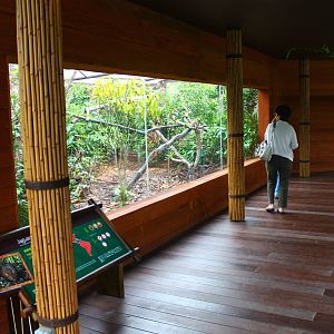 Wild Amazonia - Jaguarundi exhibit