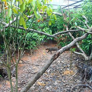 Wild Amazonia - Jaguarundi exhibit