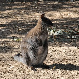 Red-necked wallaby/ Macropus rufogriseus fruticus