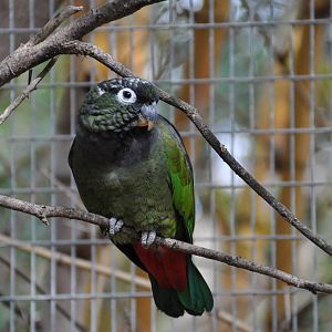 Scaly-headed parrot/ Pionus maximiliani