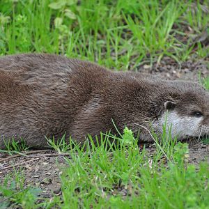 Oriental small-clawed otter/ Amblonyx cinereus