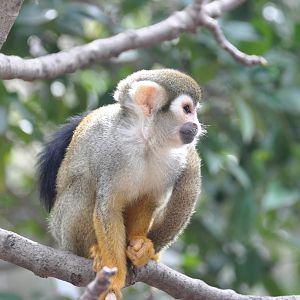 Common squirrel monkey/ Saimiri sciureus