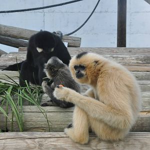 Buff-cheeked gibbon/ Nomascus gabriellae