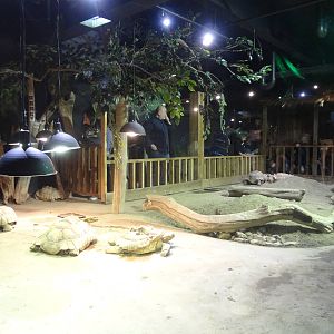 Spurred Tortoise exhibit