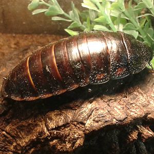 Madagascar hissing cockroach
