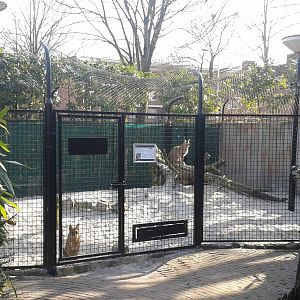 renovated caracal-enclosure