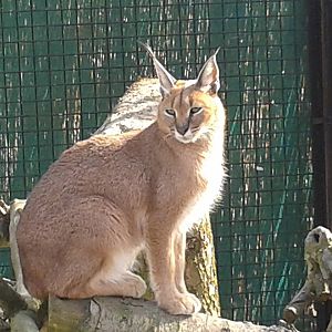 caracal enjoying the first spring-sun