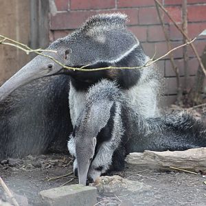 Giant anteater and youngster