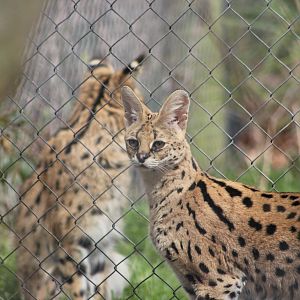 Servals