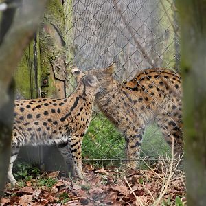 Serval interaction