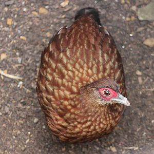 Salvadori's pheasant