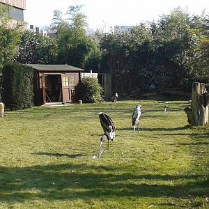 bird of prey flight-show field