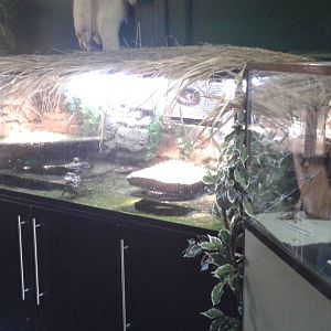 dwarf caiman enclosure en education-box