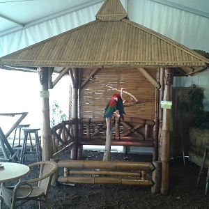 parrot-keeping the wrong way !