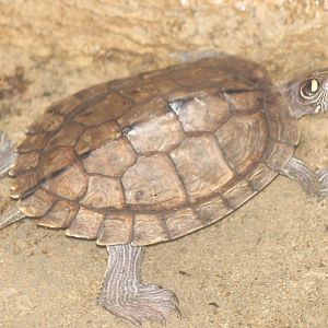 turtle species 1 ID needed