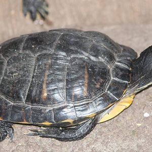 turtle-species 2 ID needed