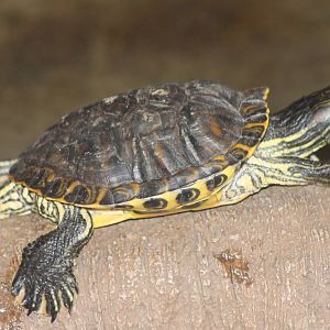 turtle-species 3 ID needed