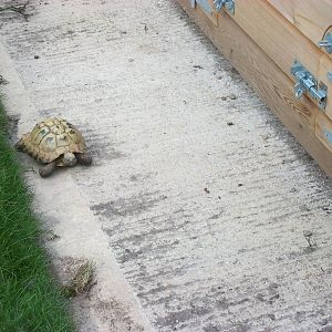 Sewerby Zoo, Cavy Country occupied at last! 7th April 2013