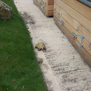 Sewerby Zoo, Cavy Country occupied at last! 7th April 2013