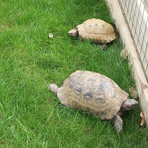 Sewerby Zoo, Cavy Country occupied at last! 7th April 2013