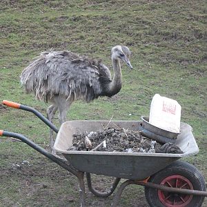 Sewerby Zoo, Cleaning operations in the Rhea paddock 7th April 2013