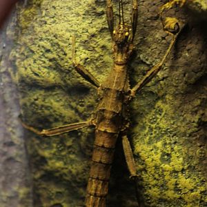 Trachyaretaon carmelea - stick insect