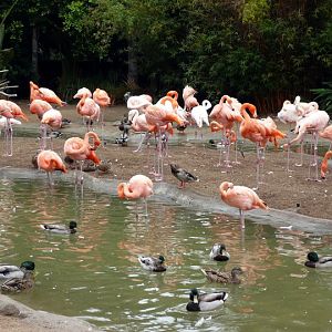 San Diego Zoo 24.09.2010