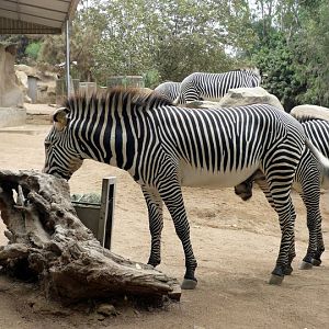 San Diego Zoo 24.09.2010