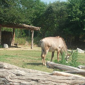 Roan Antelope