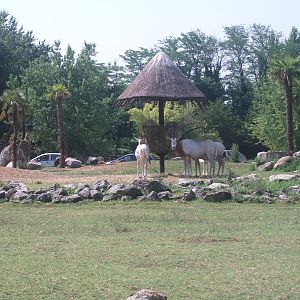 Scimitar-Horned Oryx