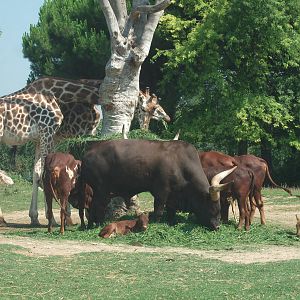 Giraffe, Watussi Cattle and Nile Lechwe